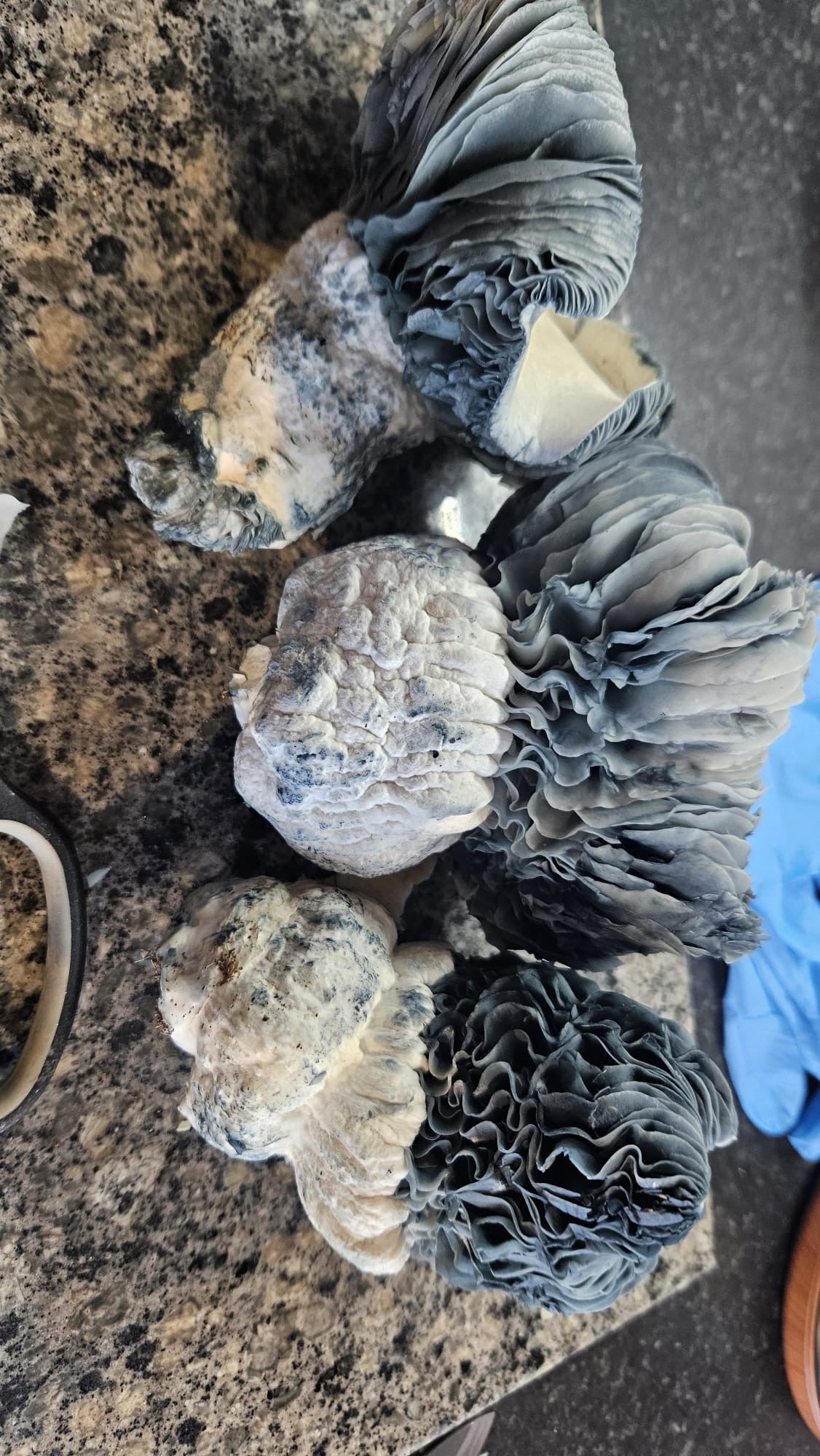 UK Isolated spore syringes