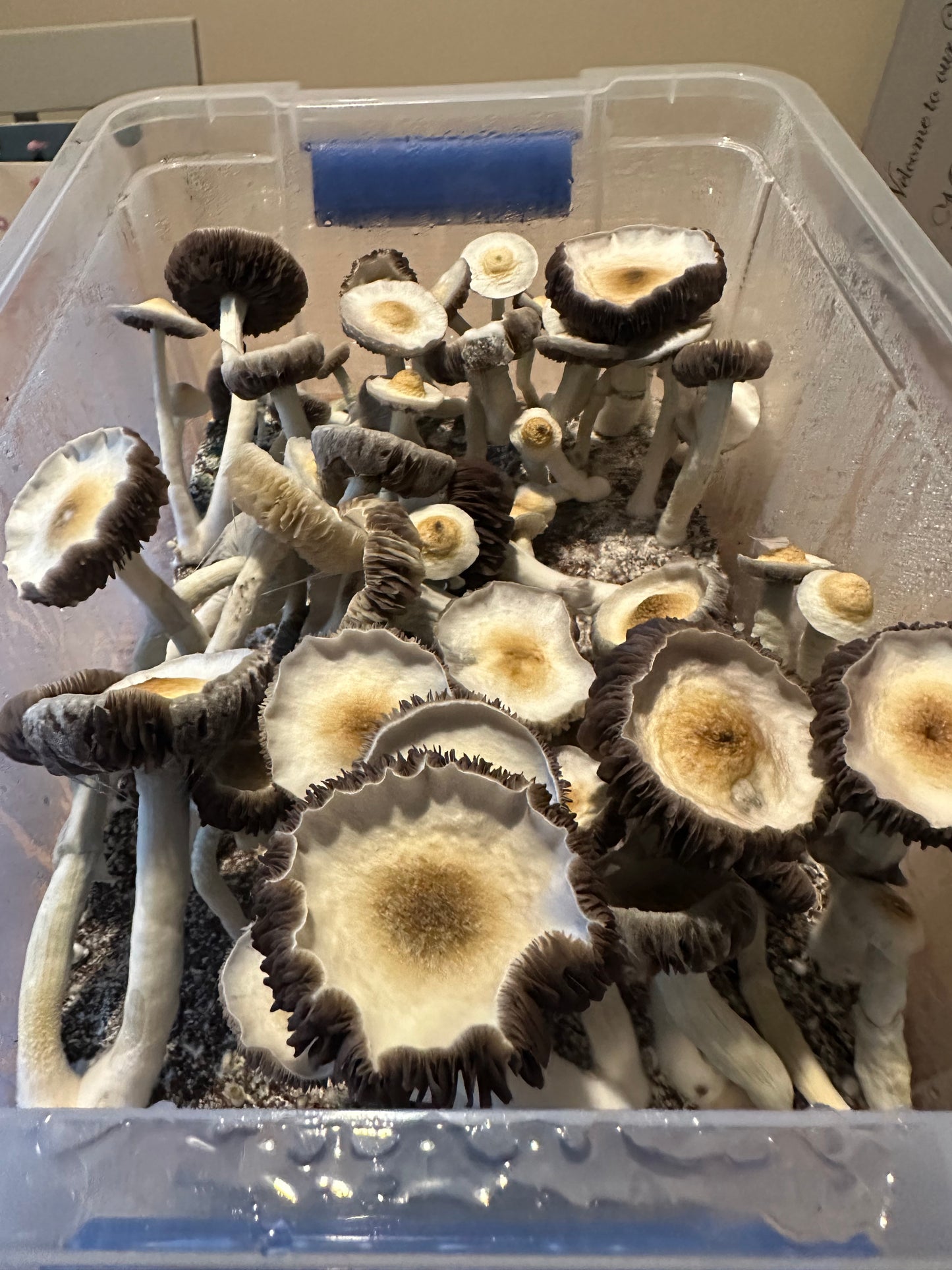 UK Isolated spore syringes